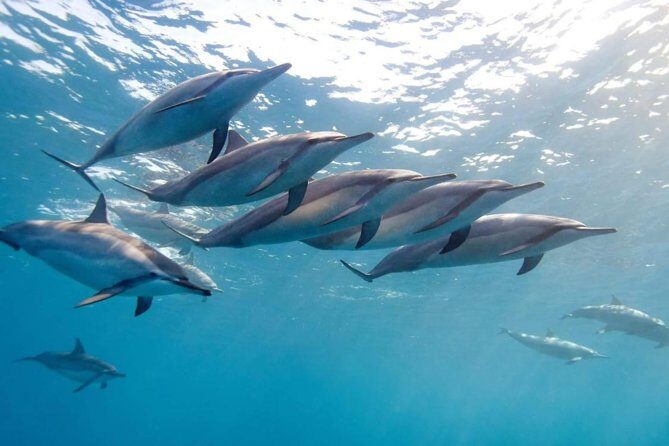 2-Hours Dolphin Excursion in Mauritius - Key things I’d book this for