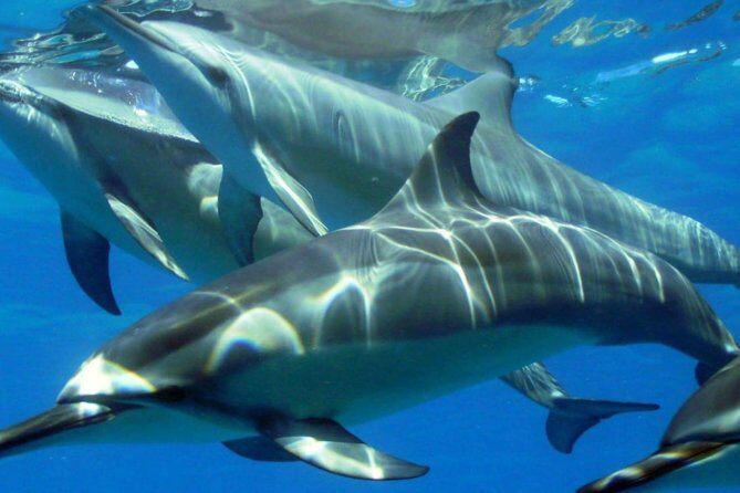 2-Hours Dolphin Excursion in Mauritius - Two hours with wild dolphins: what you’re really signing up for