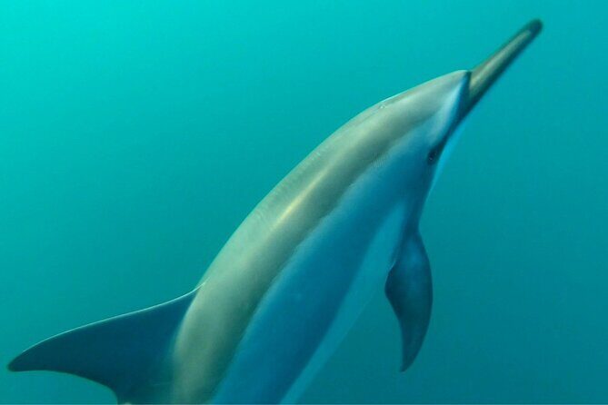 2-Hours Dolphin Excursion in Mauritius - The in-water dolphin snorkeling with a small group