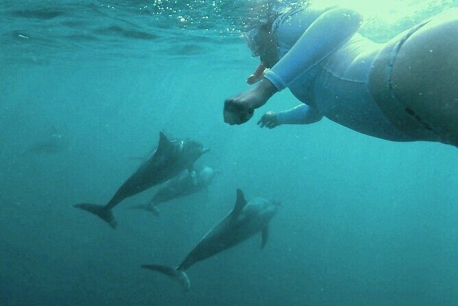 2-Hours Dolphin Excursion in Mauritius - What happens during the swim: your realistic game plan