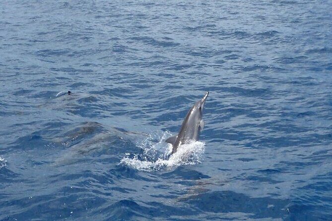 2-Hours Dolphin Excursion in Mauritius - The free reschedule if you don’t see dolphins