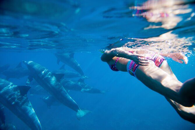 2-Hours Dolphin Excursion in Mauritius - Best for: who will love this the most