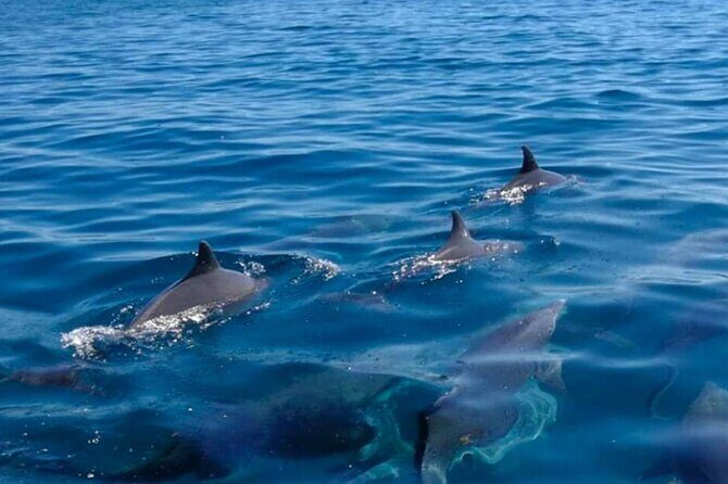 5 island tour all inclusive with Ile aux cerfs and snorkeling - Trou d’Eau Douce start: meet at Chez Tino and get moving