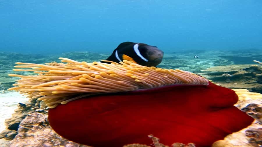 5 Islands All-Inclusive Speedboat w/Snorkeling Sea Turtle - Ile aux Phares and the route toward Blue Bay