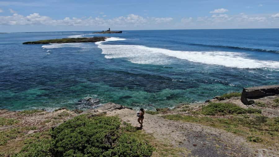 5 Islands Private Speedboat w/ Snorkeling + Lunch & Drinks - Wildlife and Sea Life: Dolphins, Sea Turtles, and That Whole East Coast Mood