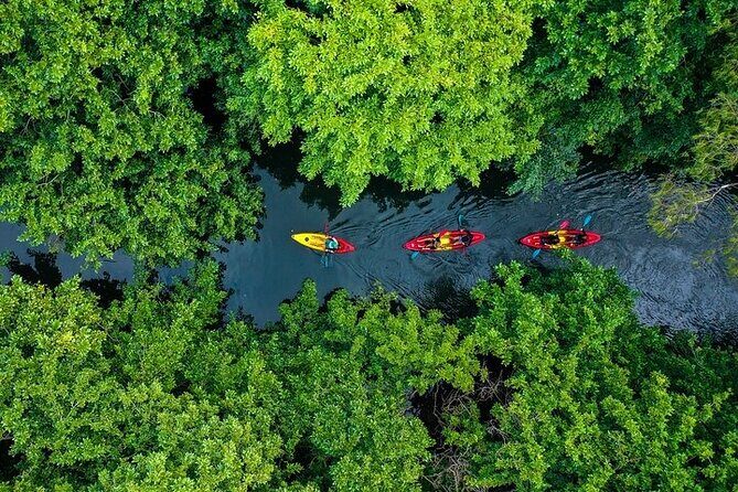 Afternoon Guided Kayak Activity on the Tamarin River - Key Highlights You’ll Care About