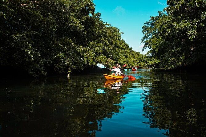 Afternoon Guided Kayak Activity on the Tamarin River - Price and value: $49.40 for 2.5 hours guided on the river