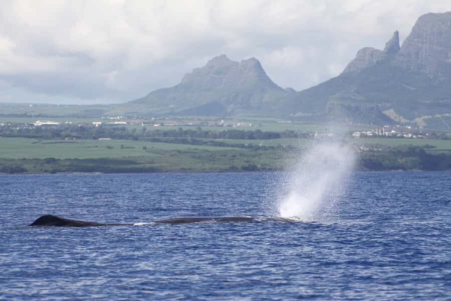 Black River: Dolphin Swim and Whale Watching by Speedboat - Dolphin and Whale Swim on a Speedboat: Key Things You’ll Care About