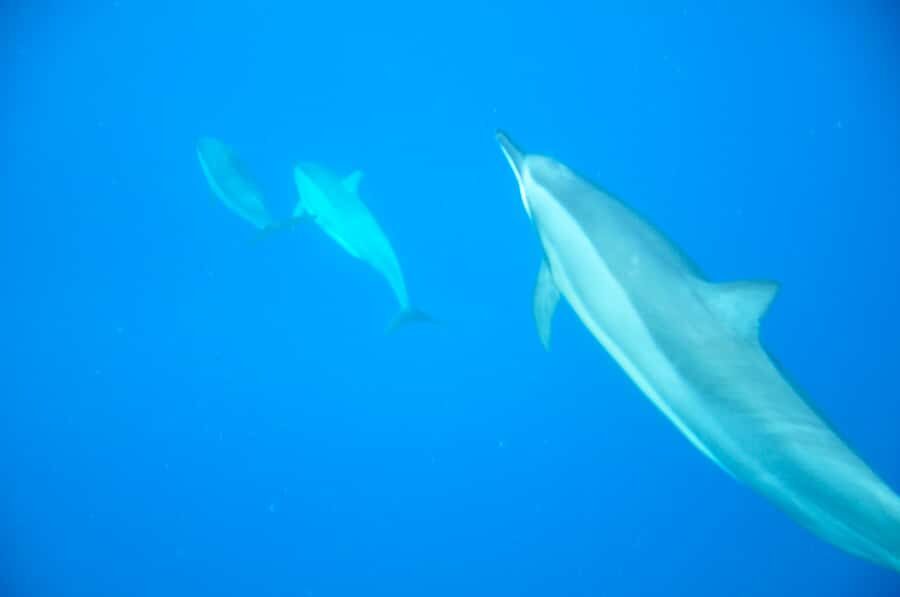 Black River: Dolphin Swim and Whale Watching by Speedboat - Black River Speedboat: What the 5-Hour Mix Really Feels Like