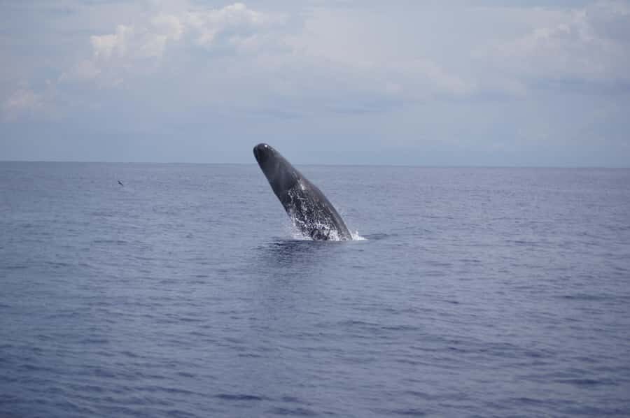 Black River: Dolphin Swim and Whale Watching by Speedboat - Swimming With Dolphins: What Your Water Time Can Look Like