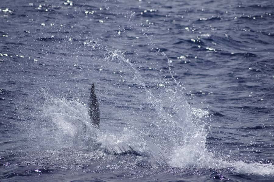 Black River: Dolphin Swim and Whale Watching by Speedboat - Private-Boat Feel Without the Private-Boat Price: Group Size and Comfort
