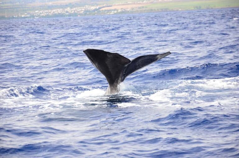 Black River: Dolphin Swim and Whale Watching by Speedboat - The Dolphin Swim Briefing and Approach Rules (Why It’s More Than Safety Talk)