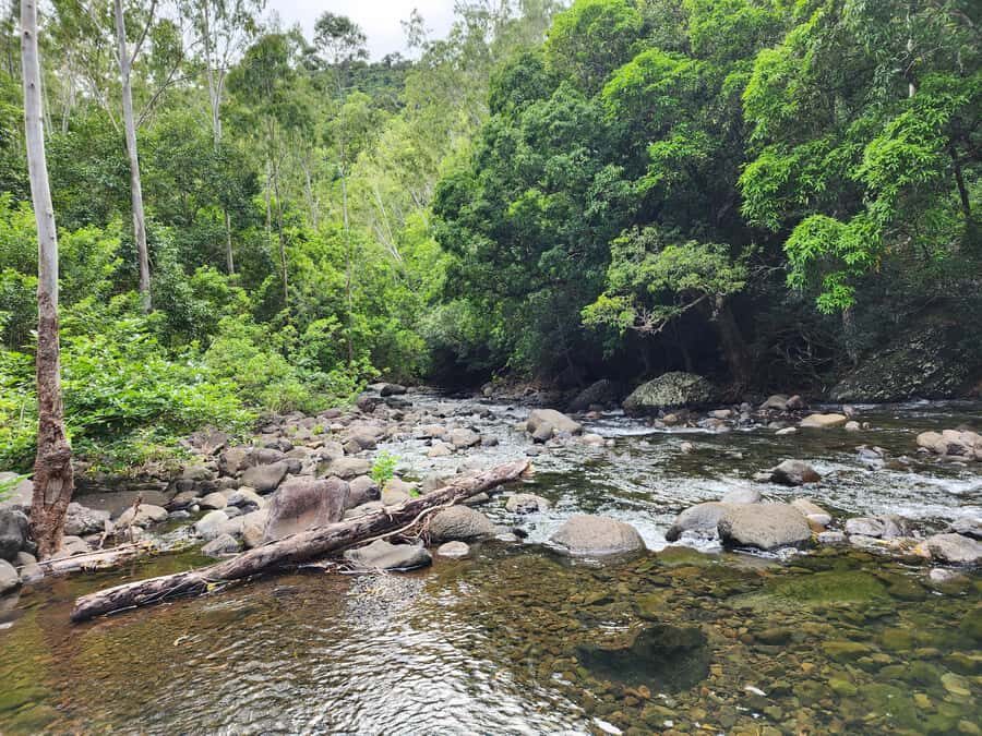 Black River: Guided Hike in the Black River Gorges Valley - Protected wildlife and the birds you can actually name