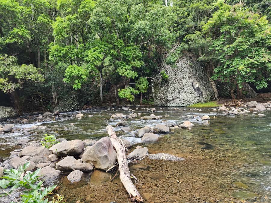 Black River: Guided Hike in the Black River Gorges Valley - Who should book this hike (and who should skip it)
