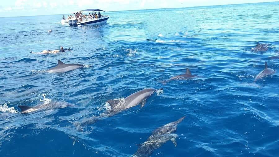 Black River: Swim with Dolphin Speed Boat Tour with lunch - Key highlights at a glance