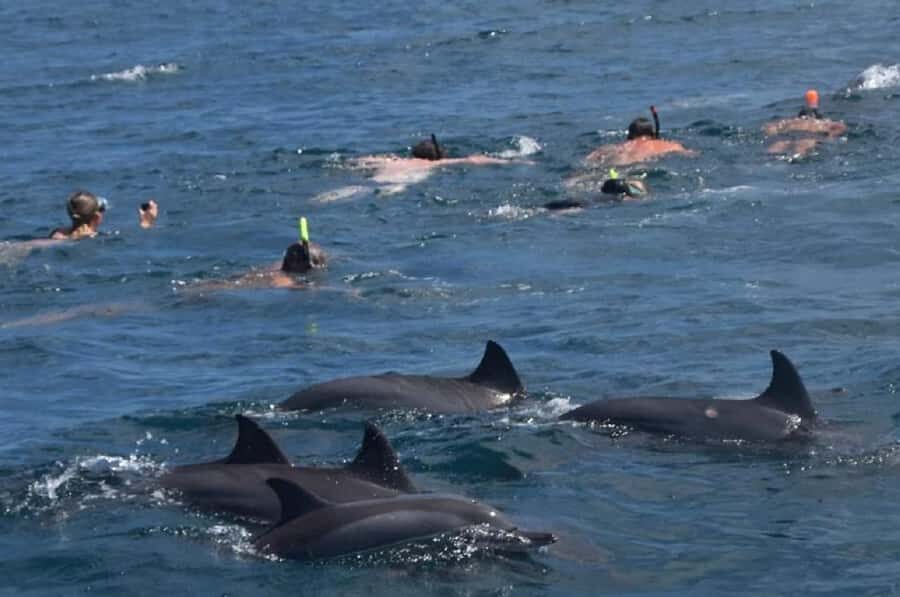 Black River: Swim with Dolphin Speed Boat Tour with lunch - Crystal Rock snorkeling near Le Morne: the reef time you’ll remember