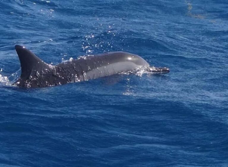 Black River: Swim with Dolphin Speed Boat Tour with lunch - The dolphin swimming part: the rules matter more than the hype