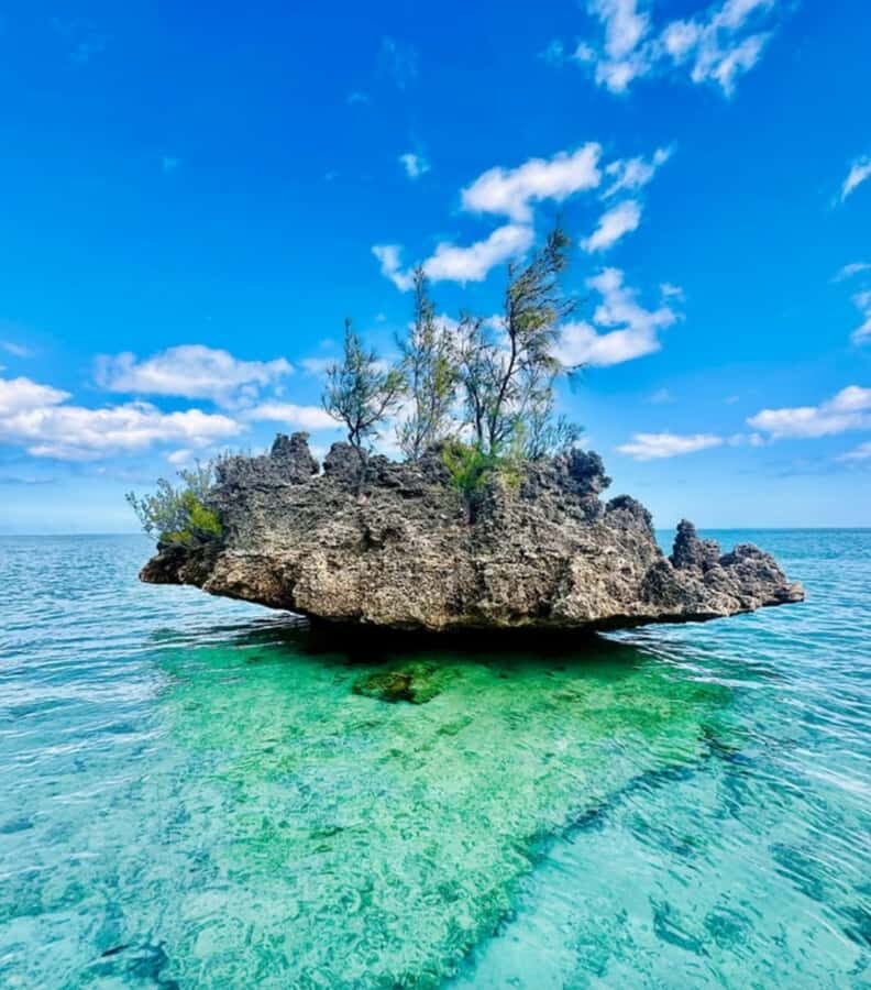 Black River: Swim with Dolphin Speed Boat Tour with lunch - Who this tour is for (and who might want a different plan)