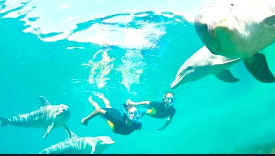Black River: Swim with Dolphin Speed Boat Tour with lunch - Price and value: is $74 reasonable for this mix?