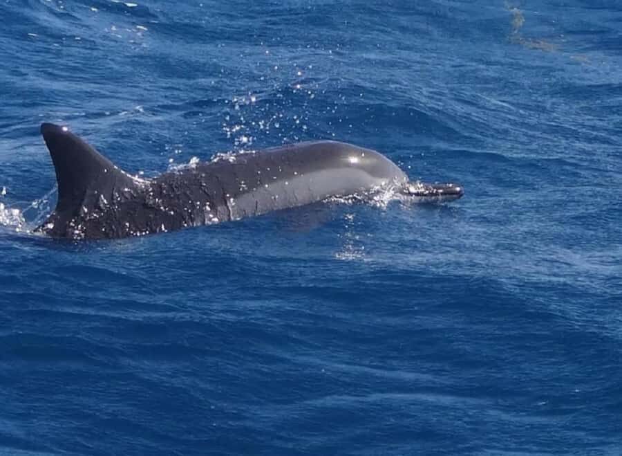 Black River: Swim with Dolphin Speed Boat Tour with lunch - The dolphin swimming part: the rules matter more than the hype