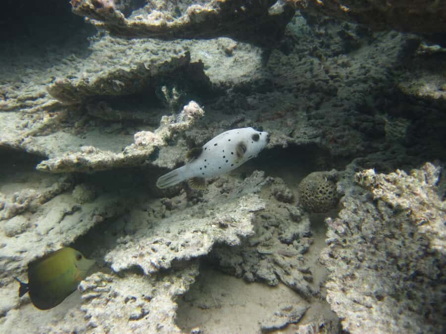 Blue Bay: Half-Day Snorkeling Trip with Creole Picnic Lunch - Île des deux Cocos lunch: Creole picnic done in the fun way