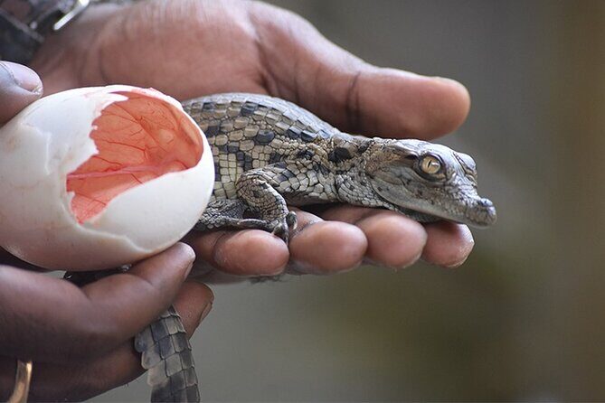 Crocodile Nature Park - Key things to know before you go