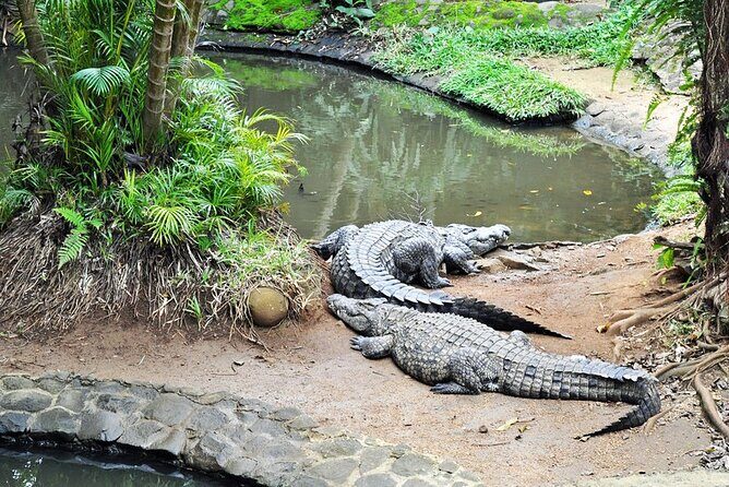 Crocodile Nature Park - La Vanille Nature Park: why this is the main event