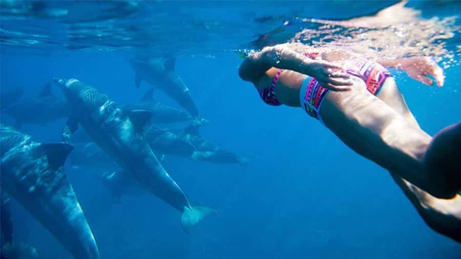 Discover Mauritius: Dolphin Watch, Snorkeling, BBQ Lunch - Why Crystal Rock and Ile Aux Benitier make this tour feel like Mauritius