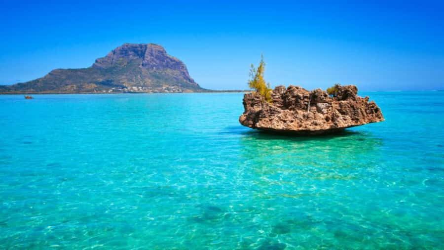 Discover Mauritius: Dolphin Watch, Snorkeling, BBQ Lunch - Dolphin Watch on a catamaran: what you should expect