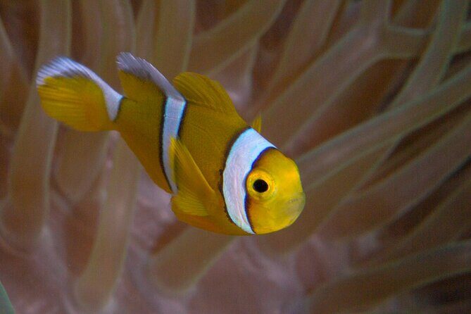 Discover Scuba Diving in Mauritius - Why Mauritius Works So Well for First-Time Scuba