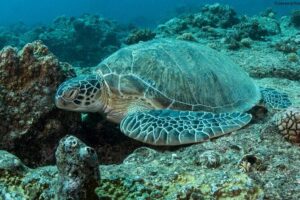Discover Scuba Diving in Mauritius - The 3 Learning Steps (DSD) in Real-World Terms