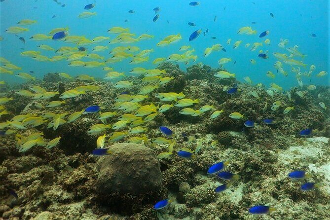 Discover Scuba Diving in Mauritius - Safety Reality Check: What to Trust, What to Ask