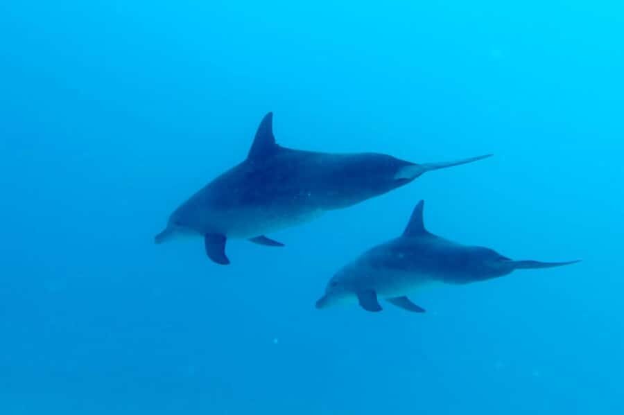 Discover Scuba Diving in the North of Mauritius - Mon Choisy to the Water: how the 3-hour experience is paced