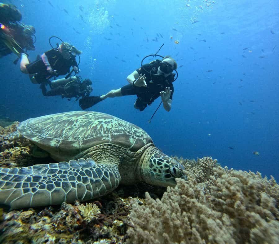 Discover Scuba Diving in the North of Mauritius - The open-water session in northern Mauritius: reefs, fish, and guided control