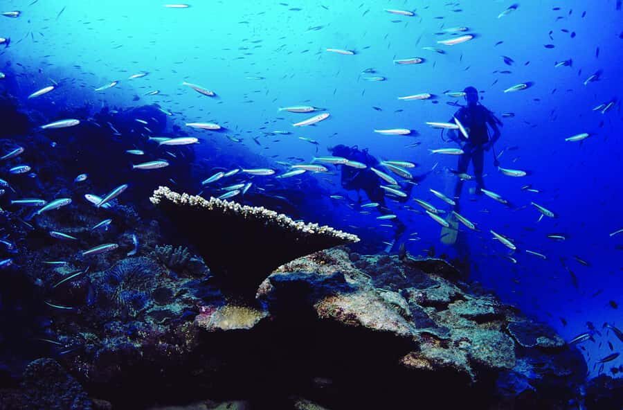Diving in the North with Blue World Adventures - Who This Is Best For in Mauritius