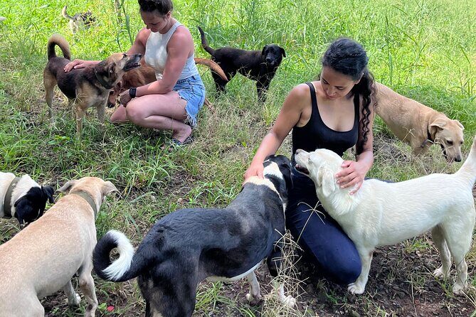 Dog Lover's guided tour of the Happy Tails Sanctuary - Key highlights before you go