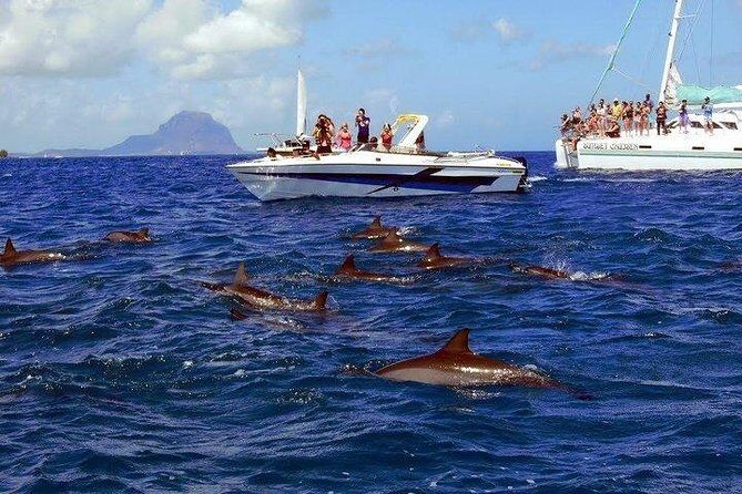 Dolphin Encounters, Ile aux Benitier & Crystal rock: Full-Day (Lunch & Transfer) - Price and value: what you’re paying for at $111.96