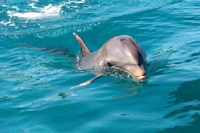 Dolphin Encounters, Ile aux Benitier & Crystal rock: Full-Day (Lunch & Transfer) - My call: should you book Dolphin Encounters + Ile aux Benitiers + Crystal Rock?