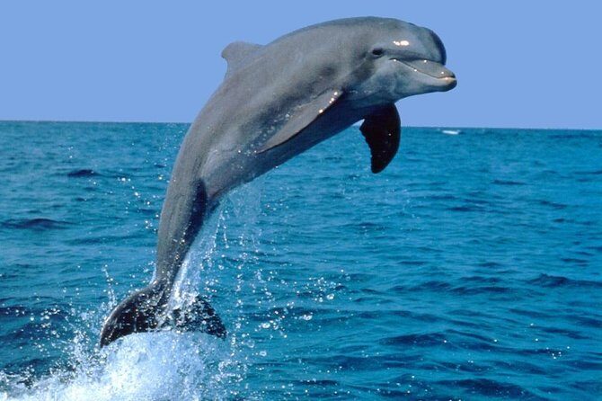 Dolphin Experience in Open Sea and South West Tour of Mauritius including Lunch - Key Things To Know Before You Go