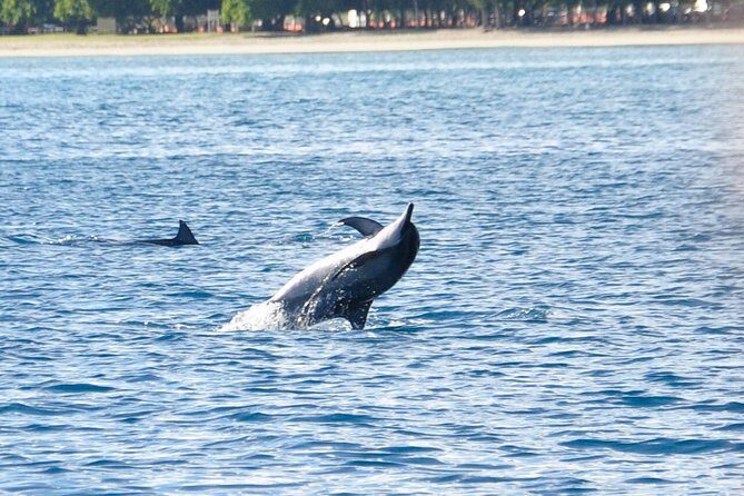 Dolphins Encounter and Whale Watching - Key Things That Make This Tour Worth Your Time