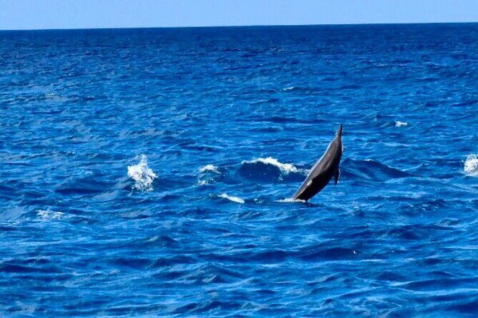 Dolphins Encounter and Whale Watching - First Stop: Black River Morning Logistics That Actually Work