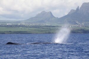 Dolphins Encounter and Whale Watching - Dolphin Encounter at Dolswim: Rules, Respect, and Real-Time Control
