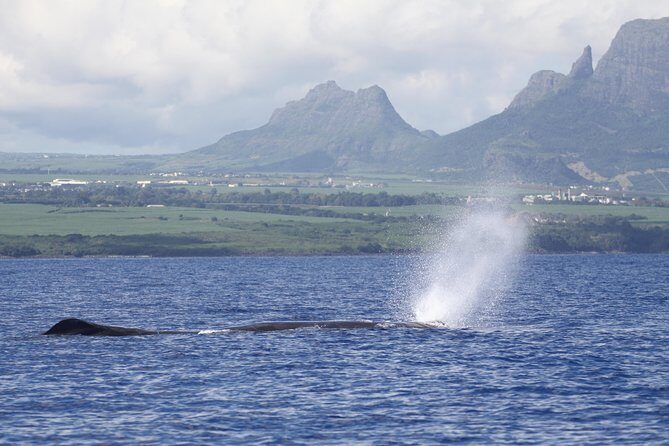 Dolphins Encounter and Whale Watching - Dolphin Encounter at Dolswim: Rules, Respect, and Real-Time Control
