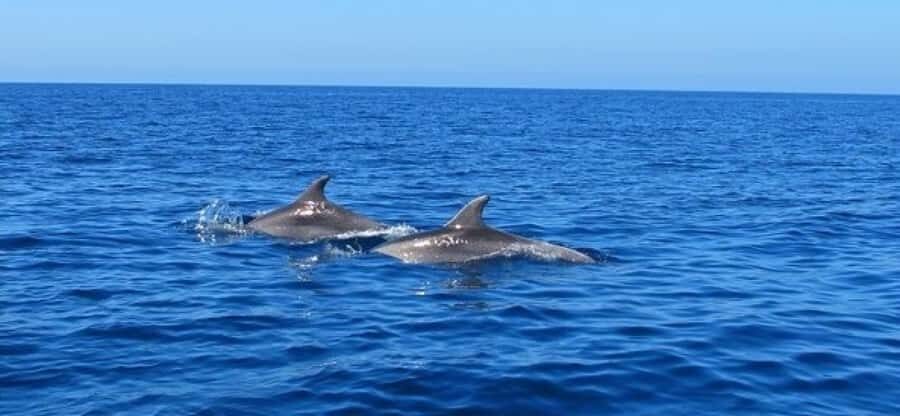 Dolphins: Private, Snorkel, CrystalRock, ileoBenitiers,lunch - Meeting points, timing, and the weather reality check