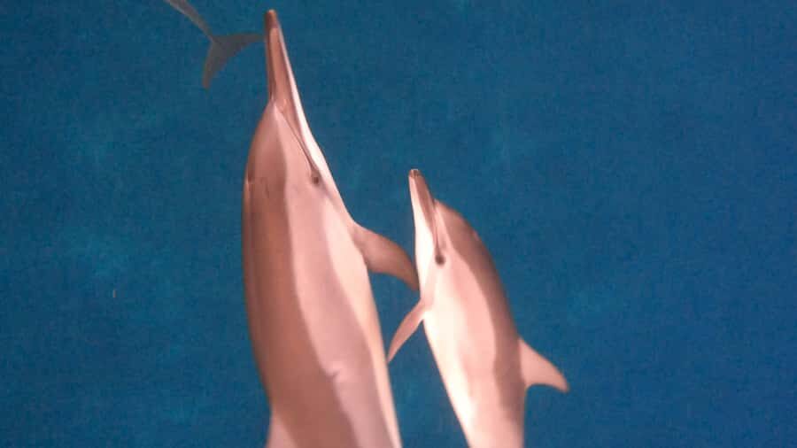Dolphins & whale watching - Sunrise dolphins, real whale chances, and a schedule built for wildlife