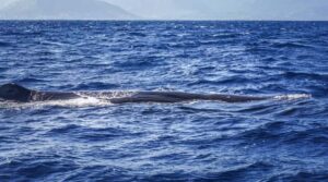 Dolphins & whale watching - The boat setup: small crew feel on a fast, comfortable vessel