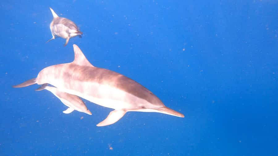 Dolphins & whale watching - Timing in Mauritius: why your exact departure comes by WhatsApp