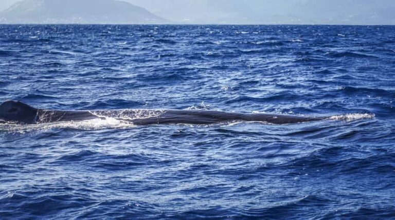 Dolphins & whale watching - The boat setup: small crew feel on a fast, comfortable vessel