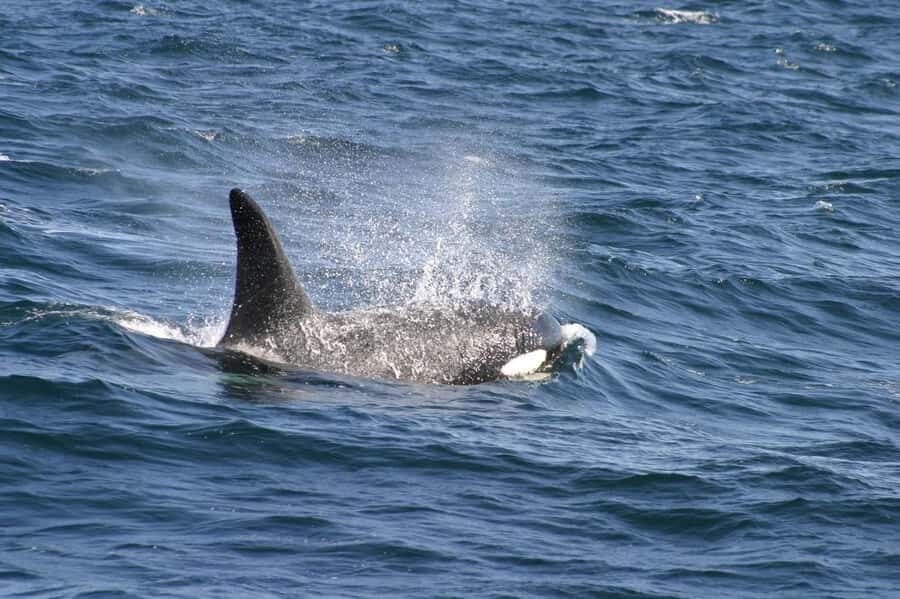 Dolphins & Whales, Private Tour Snorkeling - Setting Out On a Private Mauritian Speedboat
