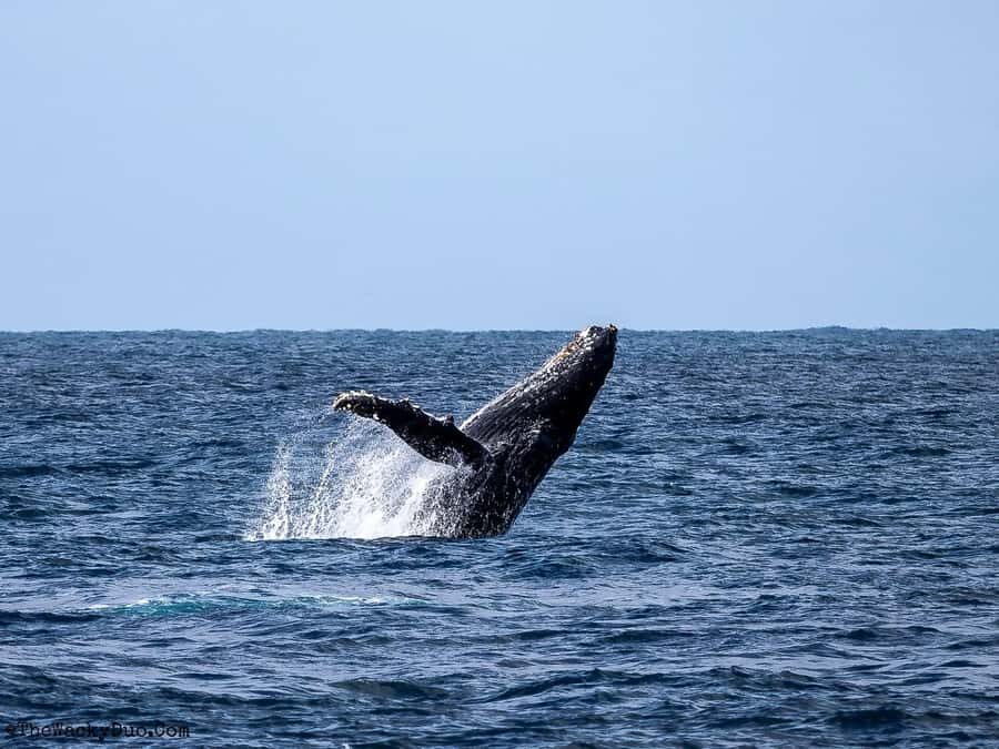 Dolphins & Whales, Private Tour Snorkeling - Dolphins and Whales: Wildlife Watching That Teaches Patience